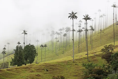 Paisaje cafetero del Quindío con palmas de cera